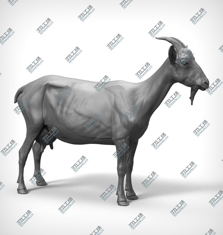 images/goods_img/202104091/Goat Realistic model/1.jpg